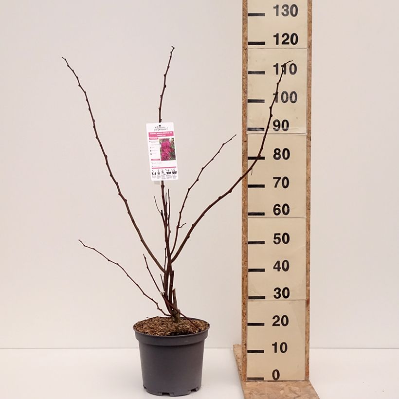 Spécimen de Robinia margaretta Georgia da Torino - Robinier rose Pot de 7,5L/10L tel que livré en hiver