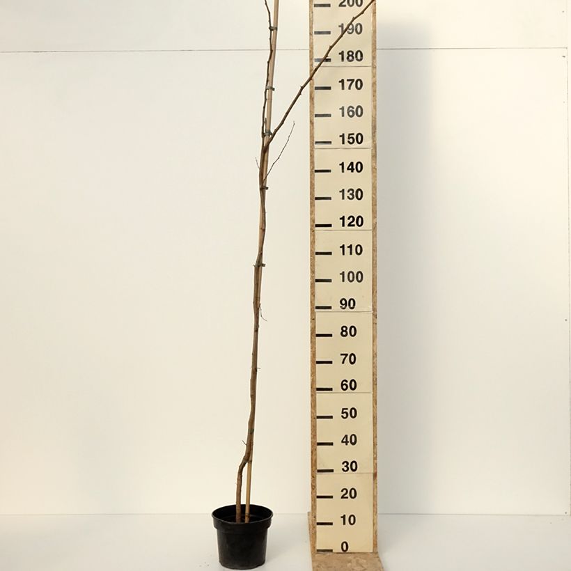Spécimen de Robinia pseudoacacia Altdorf - Robinier faux acacia doré Pot de 4L/5LHauteur livrée env. 200/220cm tel que livré en hiver