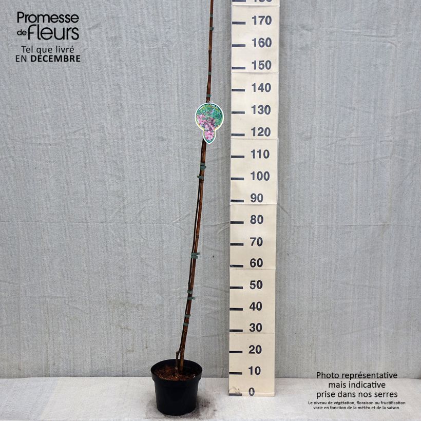 Spécimen de Robinia pseudoacacia Casque Rouge - Robinier faux acacia  Pot de 4L/5L tel que livré en automne