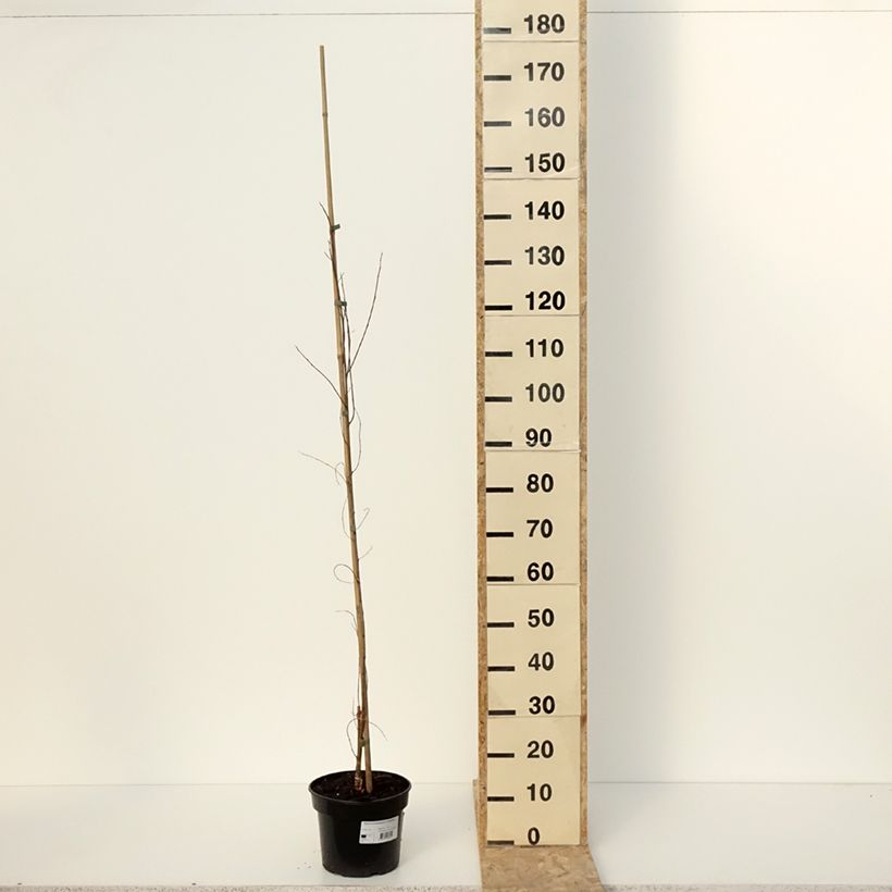 Spécimen de Robinia pseudoacacia Coluteoides - Robinier faux acacia Pot de 4L/5LHauteur livrée env. 180/200cm tel que livré en hiver