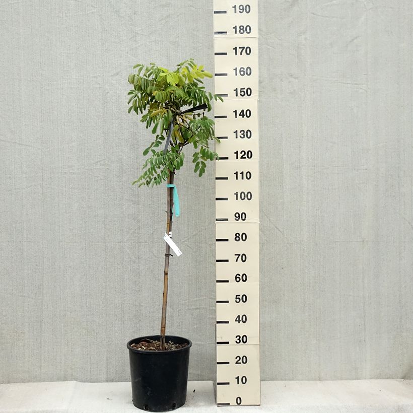 Spécimen de Robinia pseudoacacia Frisia - Robinier doré  Pot de 12L/15L, Baliveau tel que livré en automne