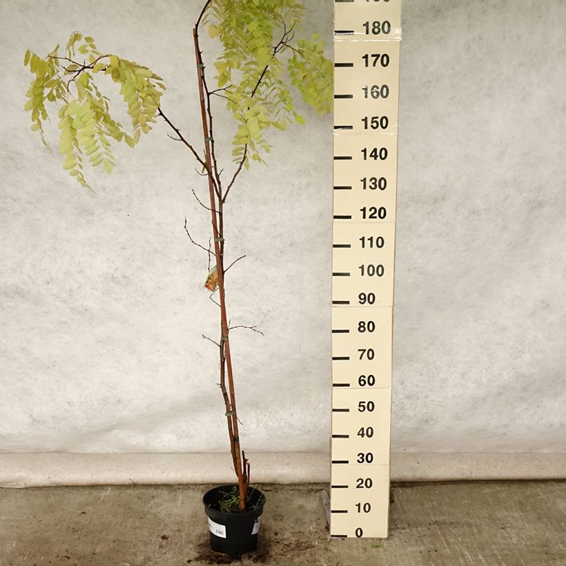 Spécimen de Robinia pseudoacacia Frisia - Robinier doré  Pot de 4L/5L tel que livré en été