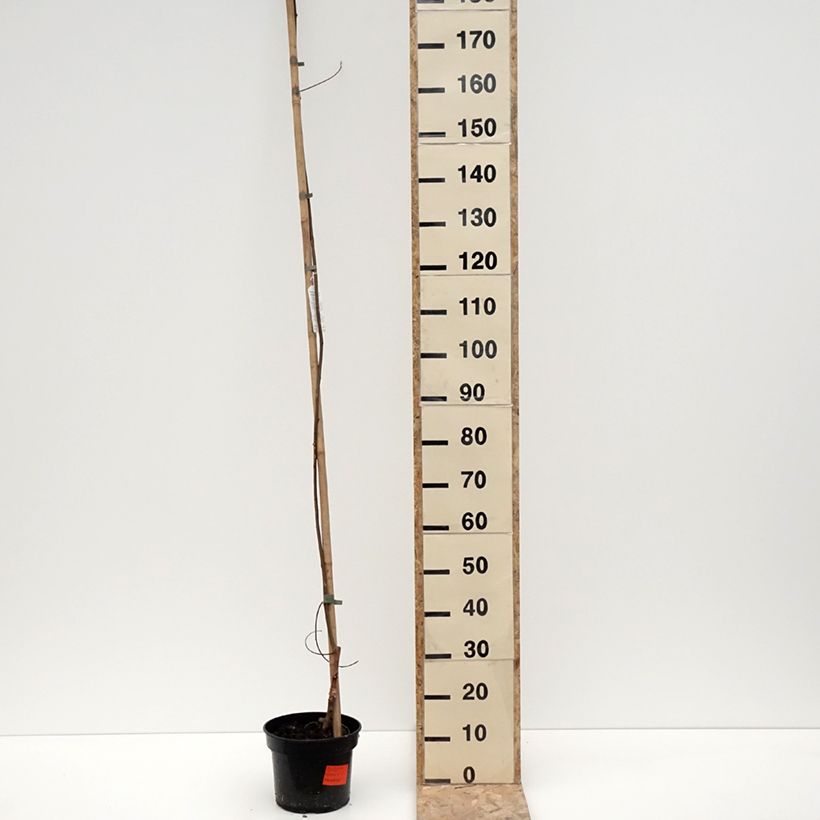 Spécimen de Robinia pseudoacacia Karolina Zamoyska - Robinier panaché de jaune puis blanc  - Pot de 4L/5L tel que livré en hiver