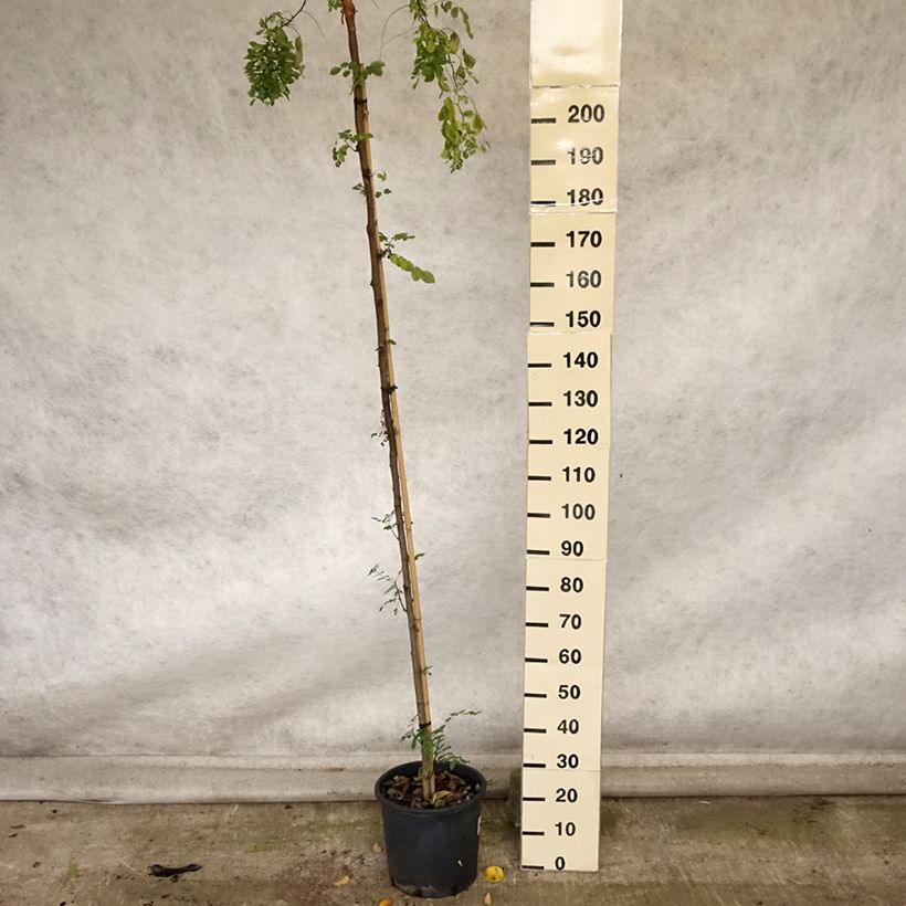 Spécimen de Robinia pseudoacacia Twisty Baby - Acacia nain tortueux. Pot de 12L/15L tel que livré en automne