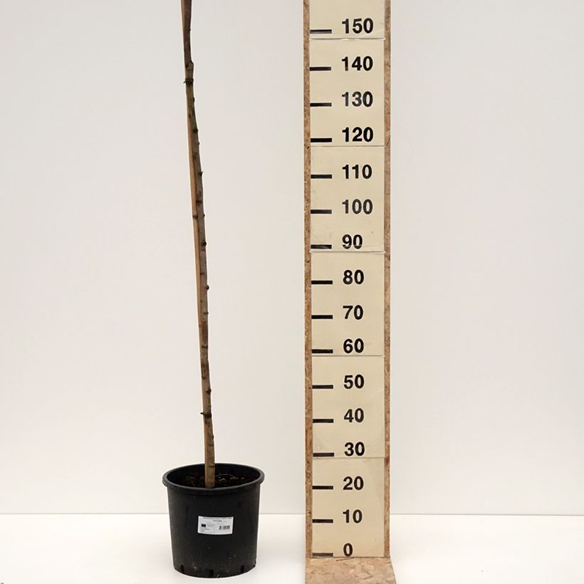 Spécimen de Robinia pseudoacacia Twisty Baby - Acacia nain tortueux. Pot de 16L tel que livré en hiver