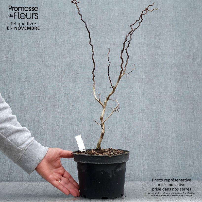 Spécimen de Robinia pseudoacacia Twisty Baby - Acacia nain tortueux. Pot de 3L/4L tel que livré en automne