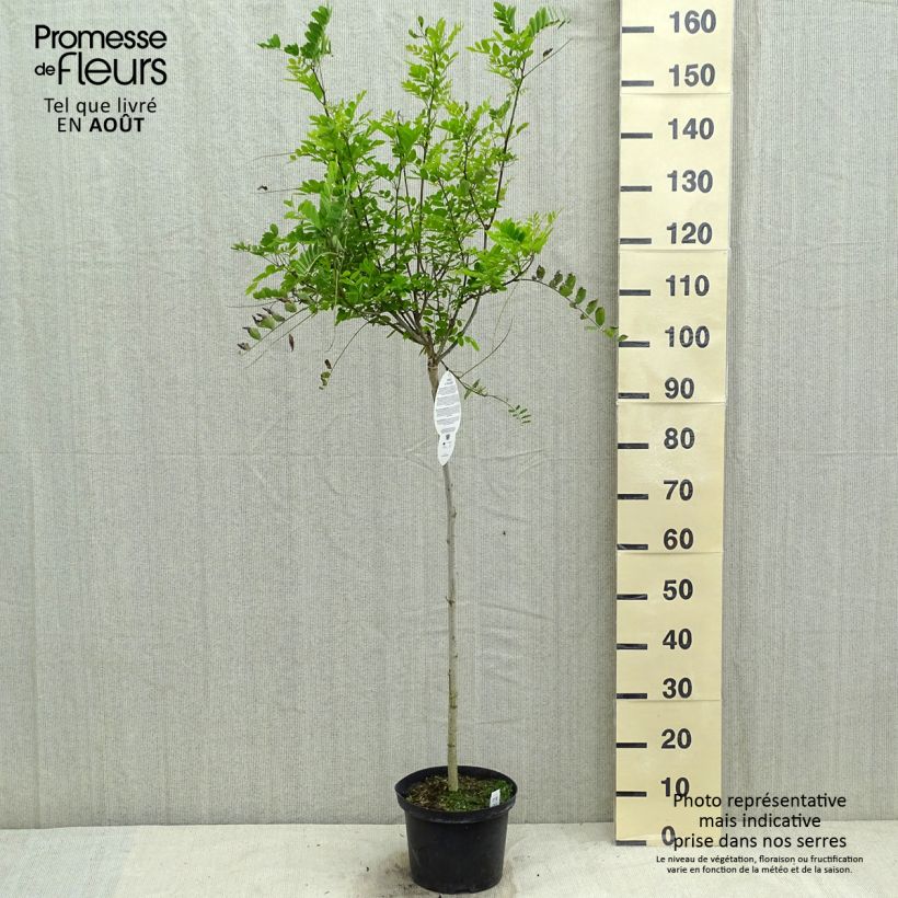 Spécimen de Robinia pseudoacacia Umbraculifera - Acacia boule. Pot de 4L/5L, 1/2 Tige. tel que livré en été