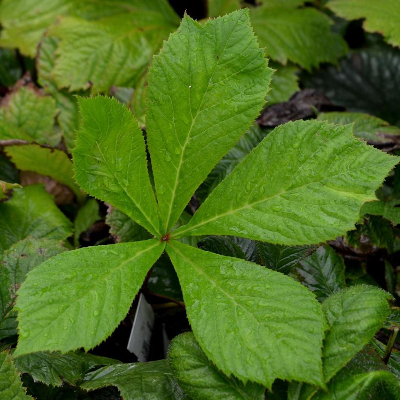 Rodgersia aesculifolia (Feuillage)