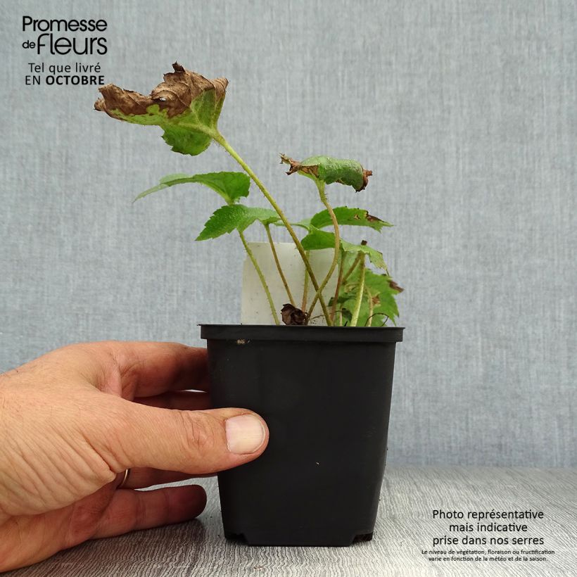 Spécimen de Rodgersia aesculifolia Godet de 8/9 cm tel que livré en automne