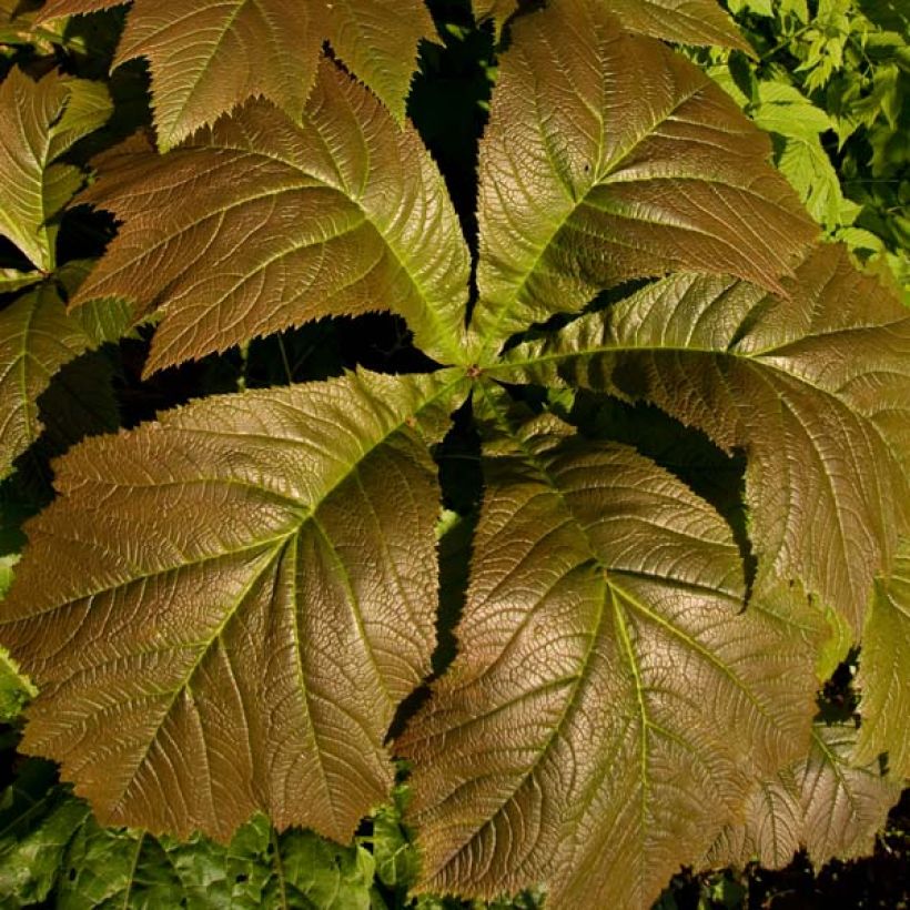 Rodgersia Aesculifolia Irish Bronze (Feuillage)