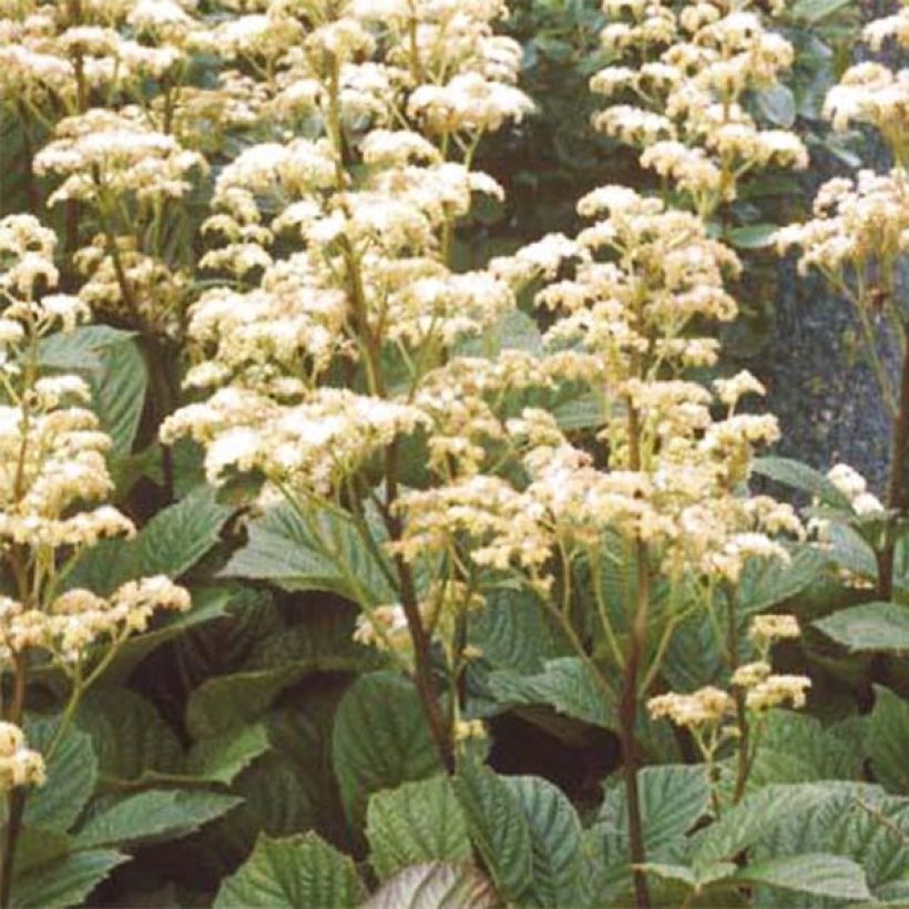 Rodgersia Aesculifolia Irish Bronze (Floraison)
