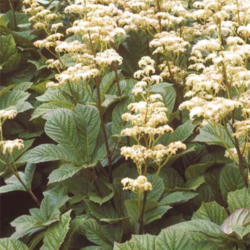 Rodgersia Aesculifolia Irish Bronze (Port)