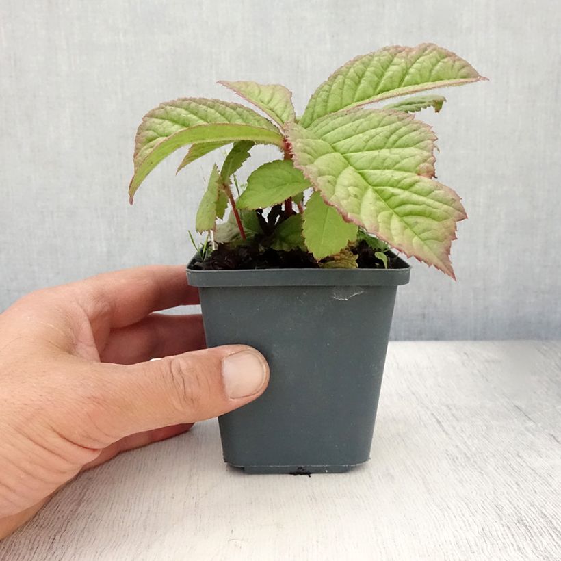 Spécimen de Rodgersia henrici Godet de 8/9 cm tel que livré en été