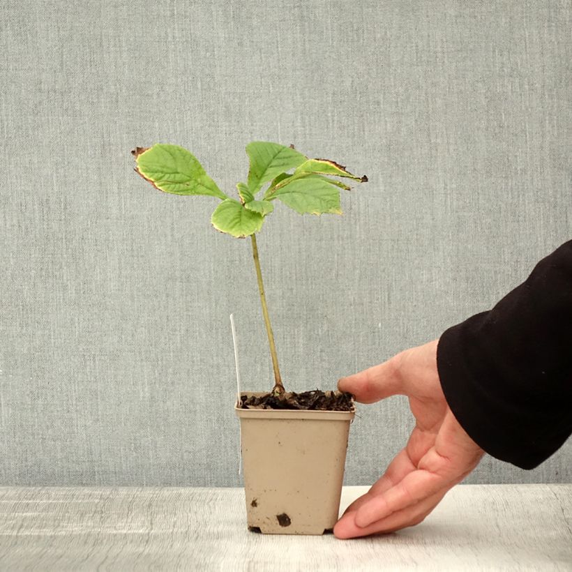 Spécimen de Rodgersia pinnata Elegans Godet de 8/9 cm tel que livré en automne