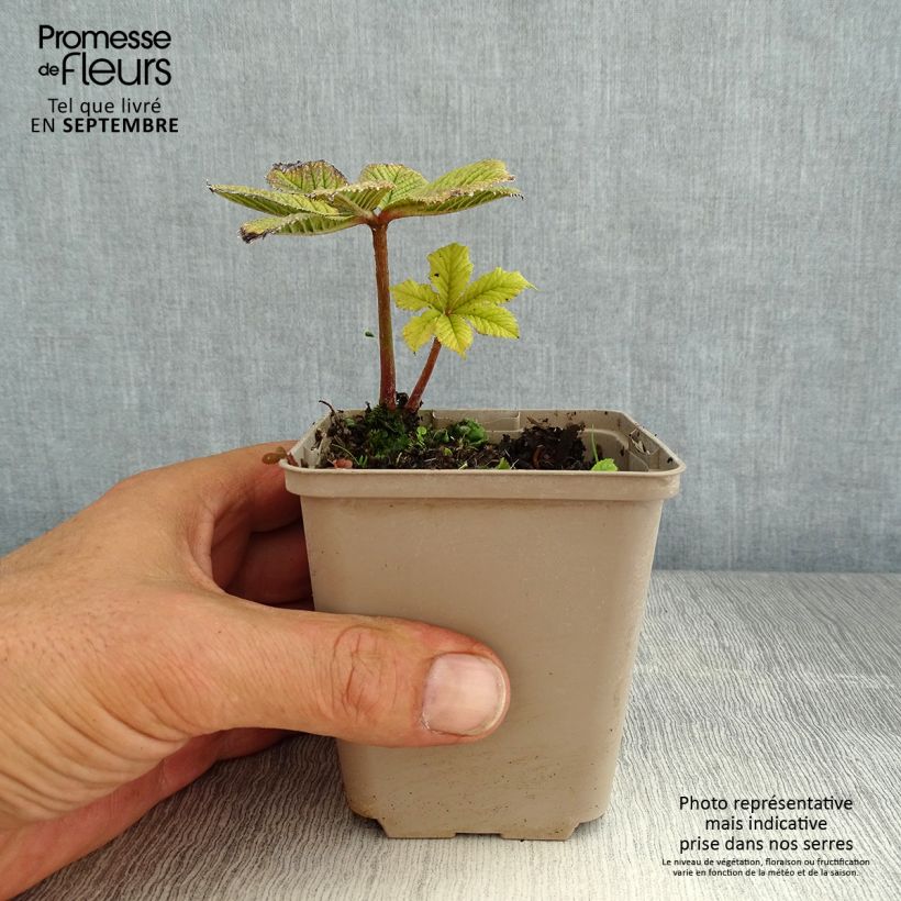 Spécimen de Rodgersia pinnata Hercules - Rodgersia à feuilles pennées Hercules Godet de 8/9 cm tel que livré en été