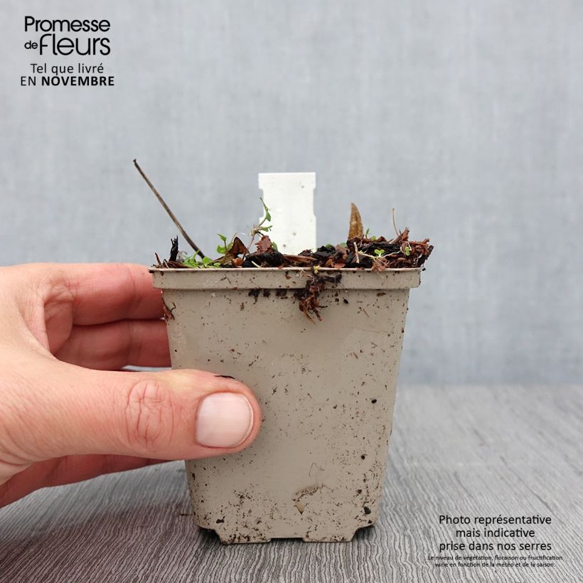 Spécimen de Rodgersia podophylla Godet de 8/9 cm tel que livré en automne