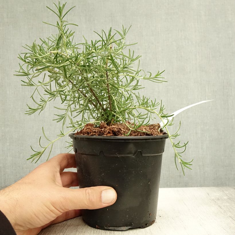 Spécimen de Romarin couvre-sol -  Rosmarinus officinalis Pointe du Raz Pot de 1,5L/2L tel que livré en automne