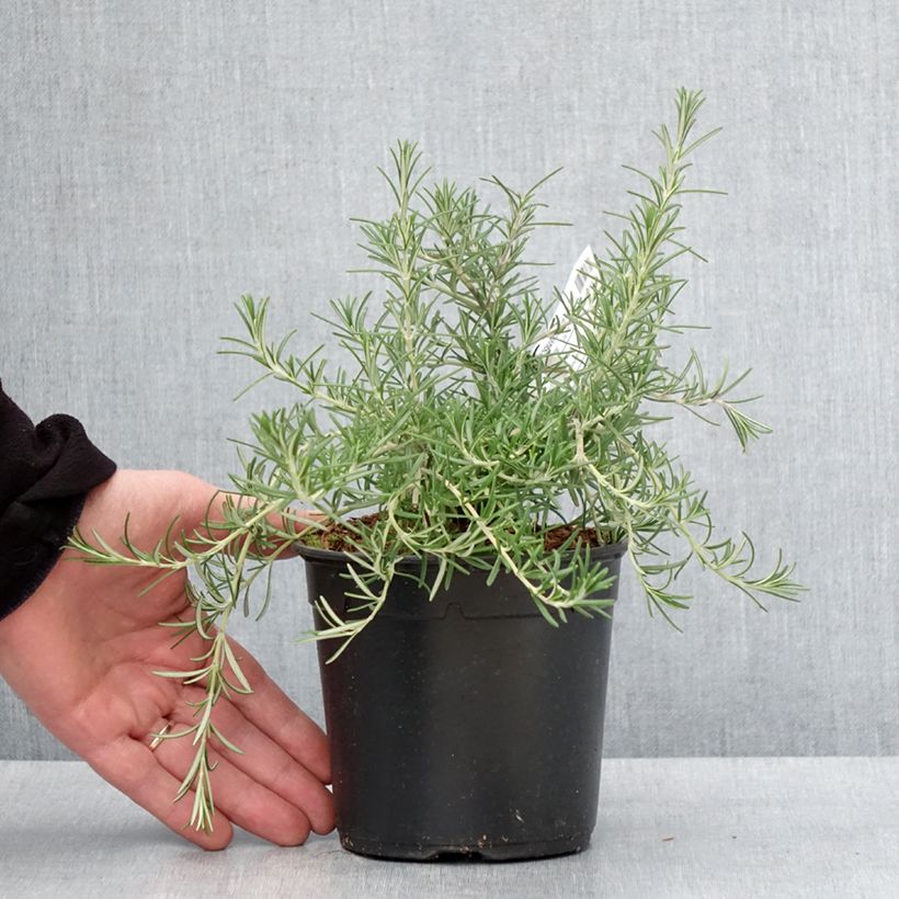 Spécimen de Romarin couvre-sol -  Rosmarinus officinalis Pointe du Raz Pot de 1,5L/2LHauteur livrée env. 15/+cm tel que livré en hiver