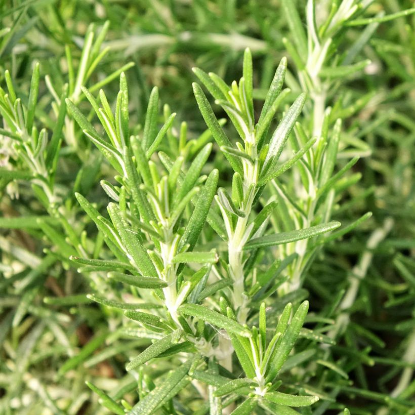 Romarin officinal Bio - Rosmarinus officinalis en plants Bio (Feuillage)