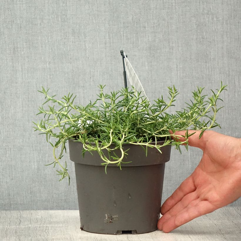 Spécimen de Romarin rampant - Rosmarinus officinalis Capri - Pot de 2L/3L tel que livré au printemps
