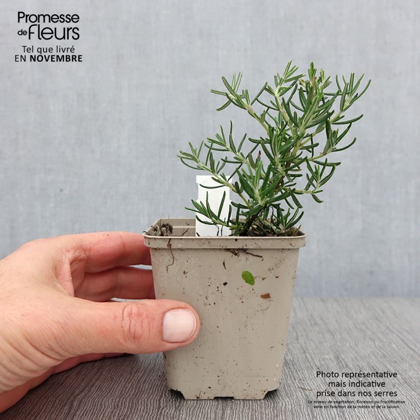 Spécimen de Romarin - Rosmarinus officinalis Majorca Pink  Godet de 8/9 cm tel que livré en automne