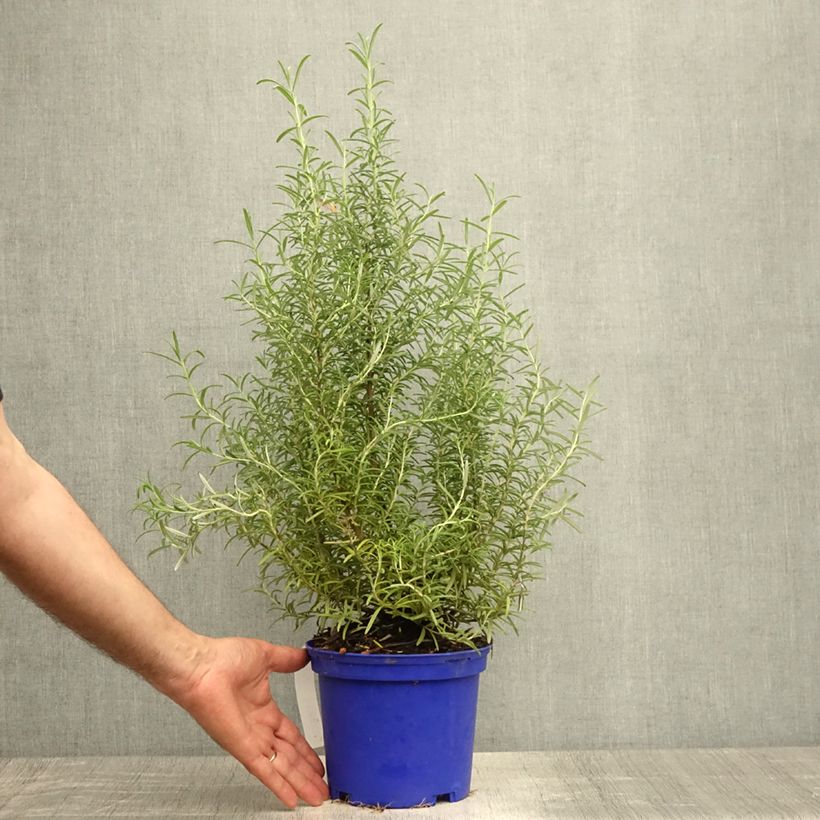 Spécimen de Romarin - Rosmarinus officinalis Tuscan Blue Pot de 3L/4L tel que livré en été