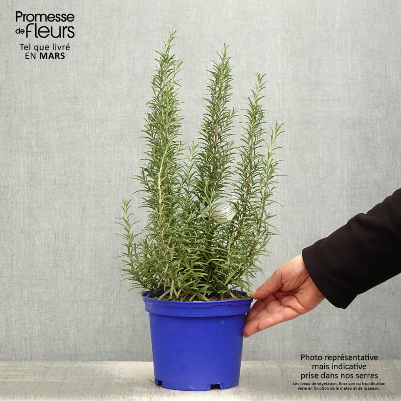 Spécimen de Romarin - Rosmarinus officinalis Tuscan Blue Pot de 3L/4L tel que livré au printemps
