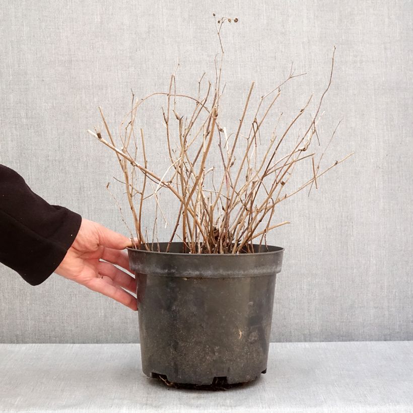 Spécimen de Ronce bleue - Rubus caesius Pot de 4L/5L, Touffe tel que livré en hiver