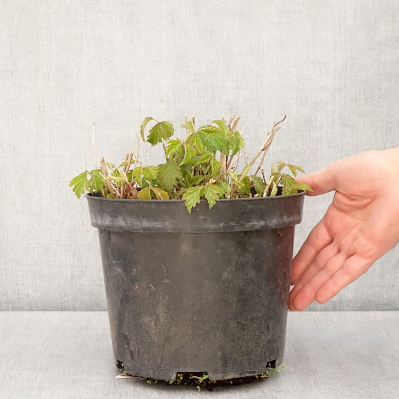 Spécimen de Ronce bleue - Rubus caesius - Pot de 4L/5L - 1009 tel que livré au printemps