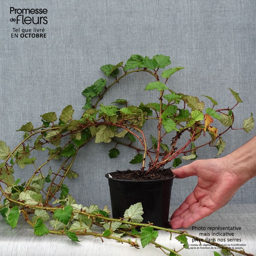 Spécimen de Ronce tricolor - Rubus tricolor Pot de 1L/1,5L tel que livré en automne