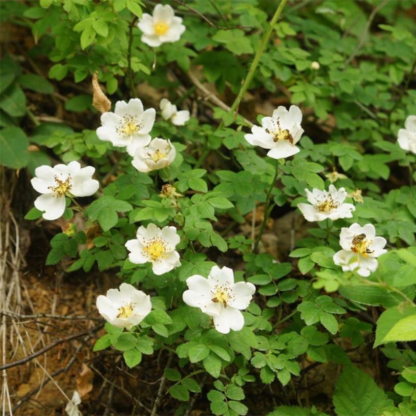 Rosier des champs - Rosa arvensis (Floraison)