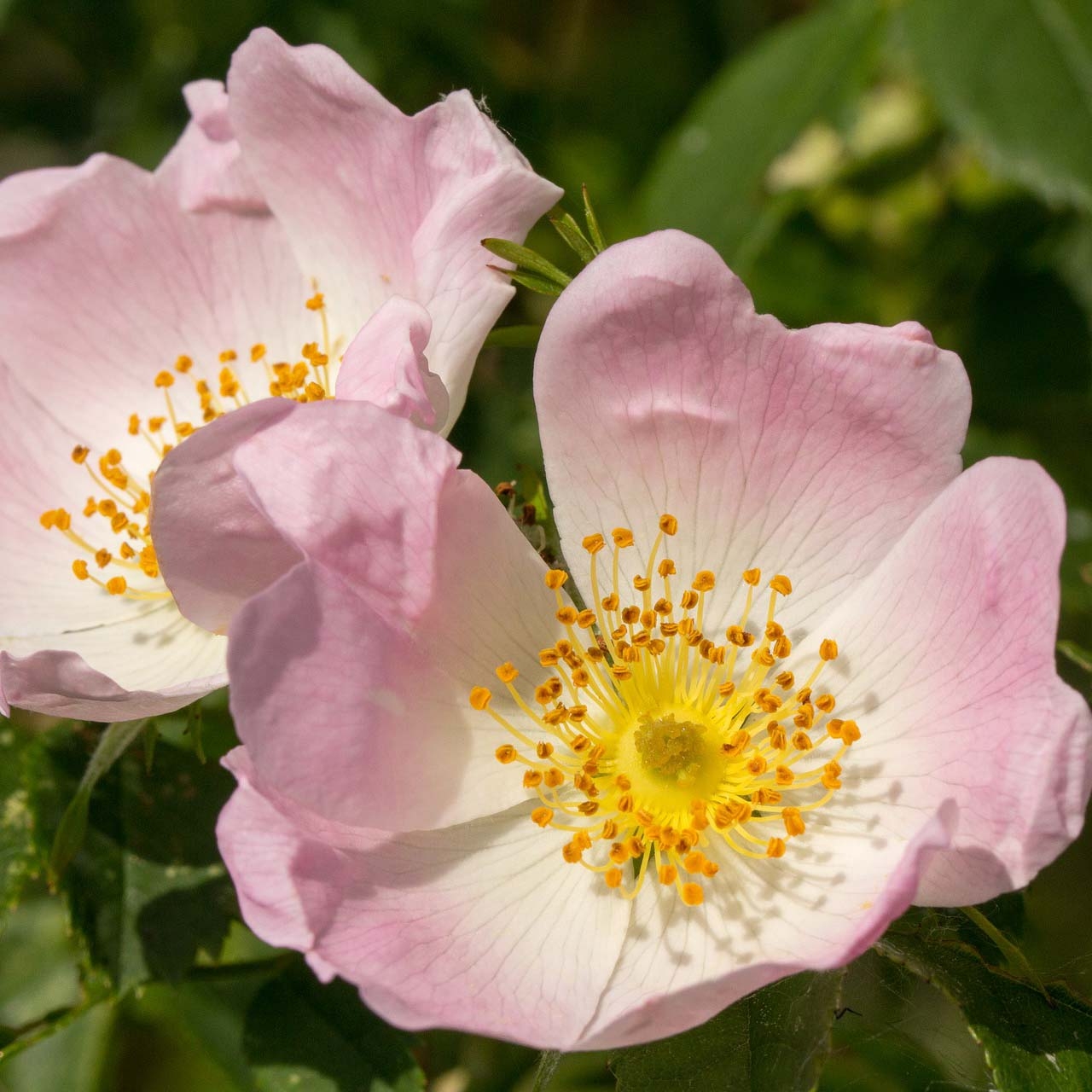 Rosa Canina glantier Rosier Sauvage Tr s Commun