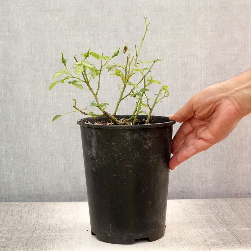 Spécimen de Rosa Golden Border - Rosier à fleurs groupées Pot de 3L/4L tel que livré en été