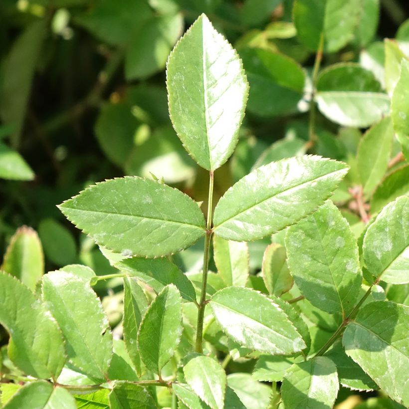 Rosa Louis Blériot - Rosier paysager (Feuillage)