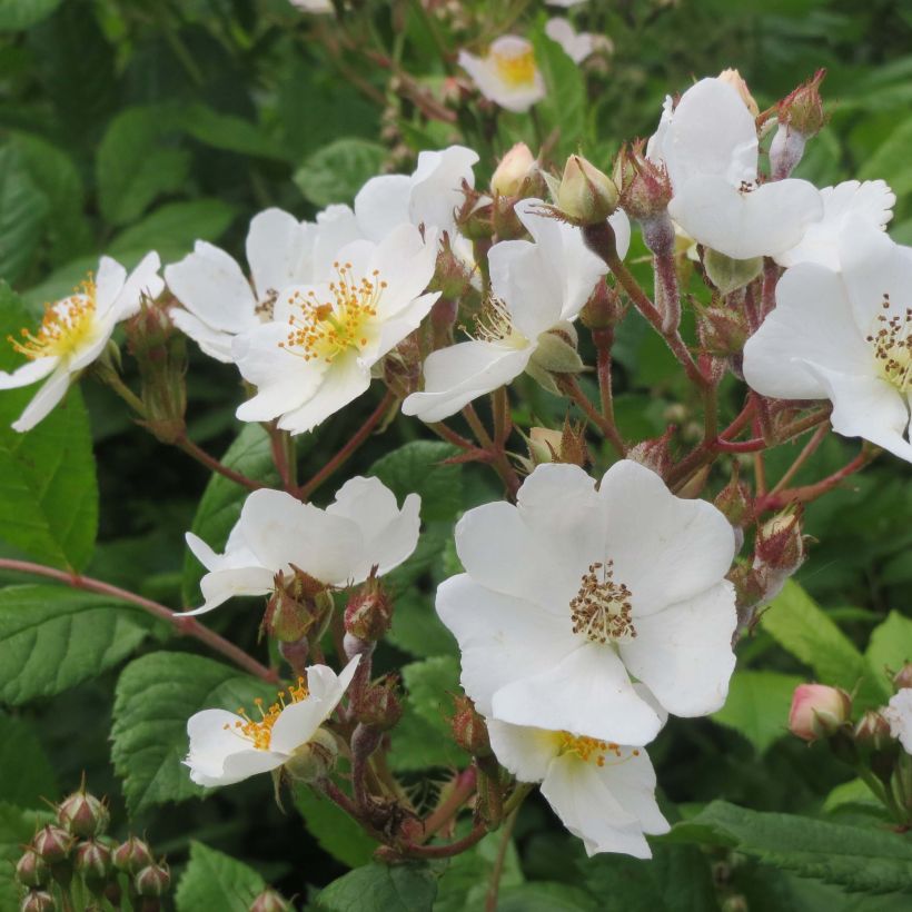 Rosier botanique grimpant - Rosa multiflora (Floraison)