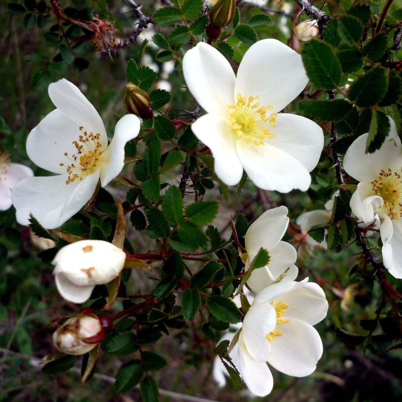 Rosier pimprenelle - Rosa pimpinellifolia (Floraison)