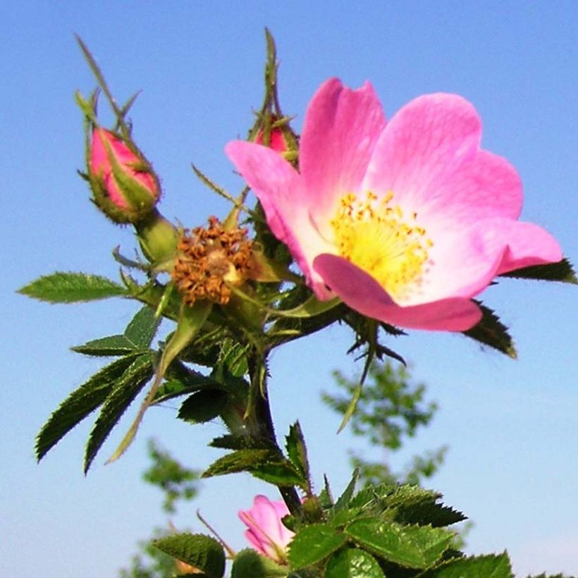 Eglantier odorant - Rosa rubiginosa (Floraison)