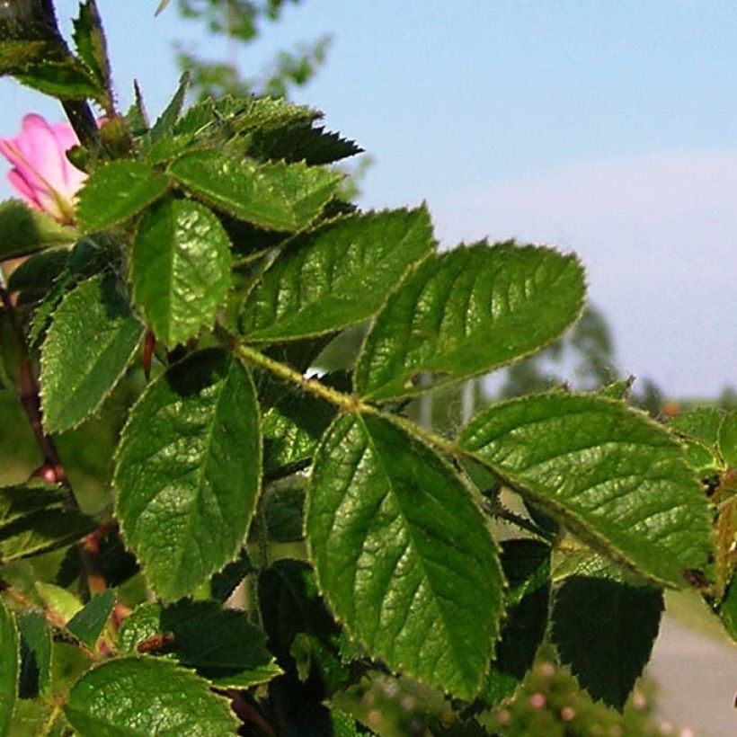 Eglantier odorant - Rosa rubiginosa (Feuillage)