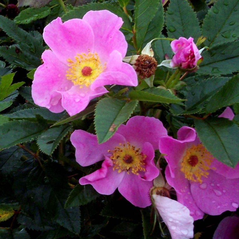 Rosier botanique - Rosa virginiana (Floraison)