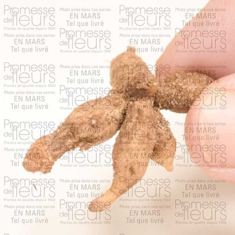 Exemple de spécimen de Roscoea cautleyoides Bulbe tel que livré