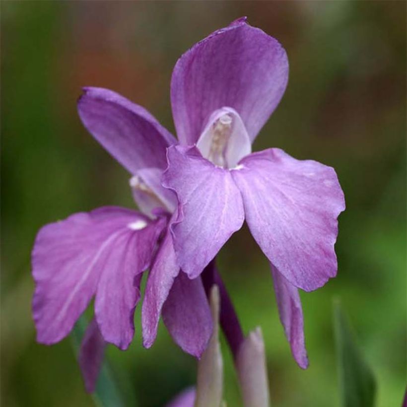 Roscoea humeana - Gingembre orchidée   (Floraison)