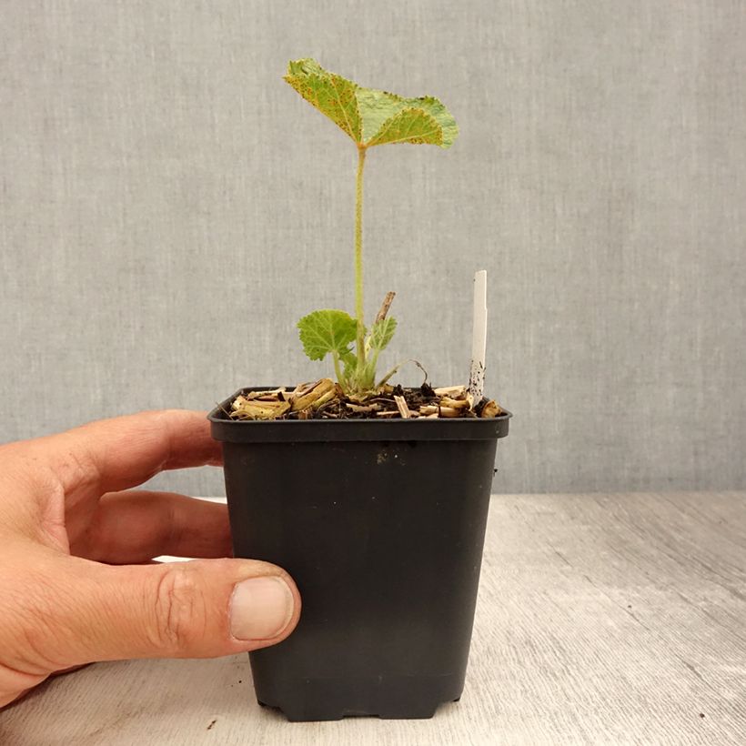 Spécimen de Rose trémière - Alcea rosea Chater's Double pourpre Godet de 8/9 cm tel que livré en été