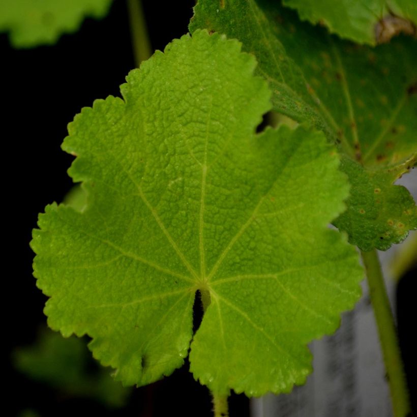 Rose Trémière - Alcea rosea Chater's Double rouge (Feuillage)