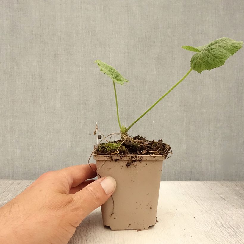 Spécimen de Rose trémière - Alcea rosea Sunshine Godet de 8/9 cm tel que livré en été