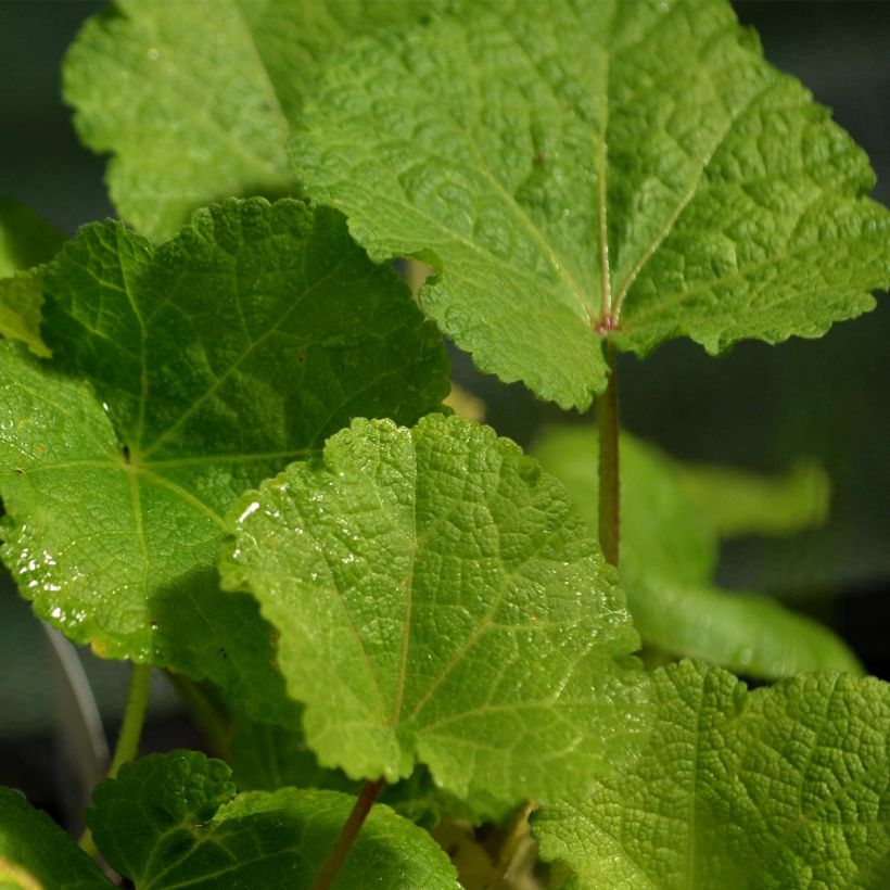 Rose Trémière noire, Alcea rosea Nigra (Feuillage)