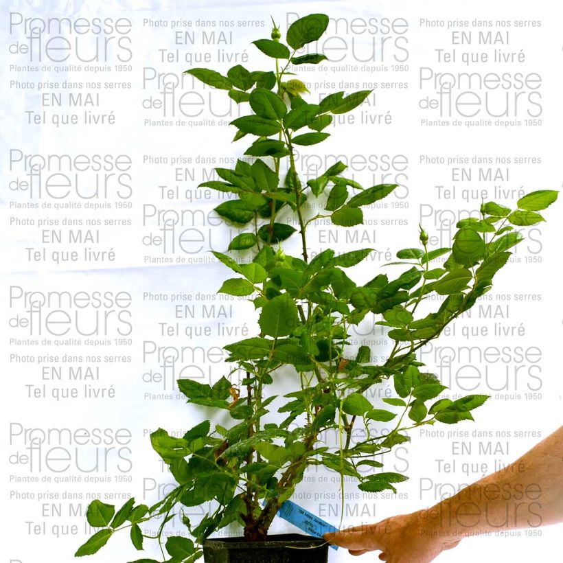 Exemple de spécimen de Rosier Generosa 100 Idées Jardin Pot de 4L/5L tel que livré