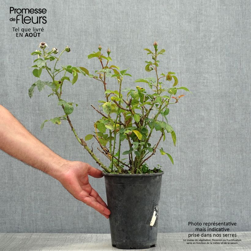 Spécimen de Rosier à fleurs groupées Abbatiale de Pontigny Pot de 4L/5L tel que livré en été