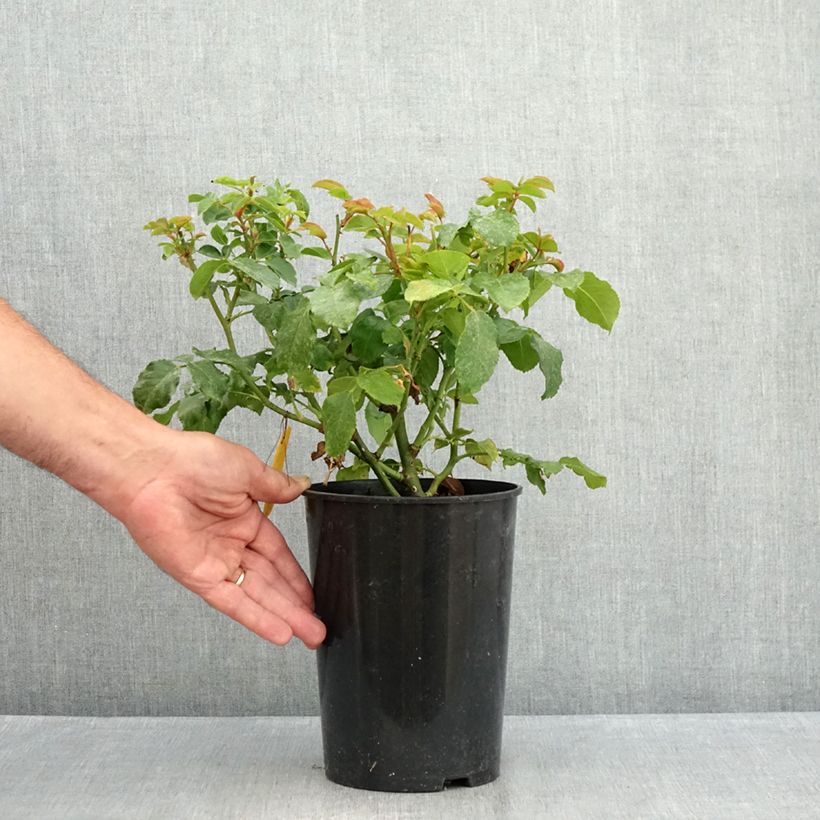 Spécimen de Rosier à fleurs groupées Abracadabra Pot de 3L/4L tel que livré en été