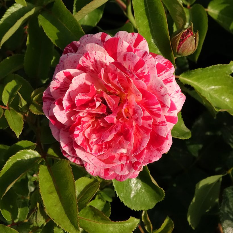 Rosier à fleurs groupées Abracadabra (Floraison)