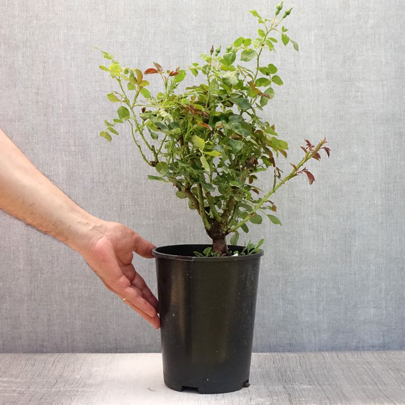 Spécimen de Rosier à fleurs groupées Alain Pot de 2L/3L tel que livré en été